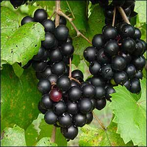 cowart-grape-vine-1