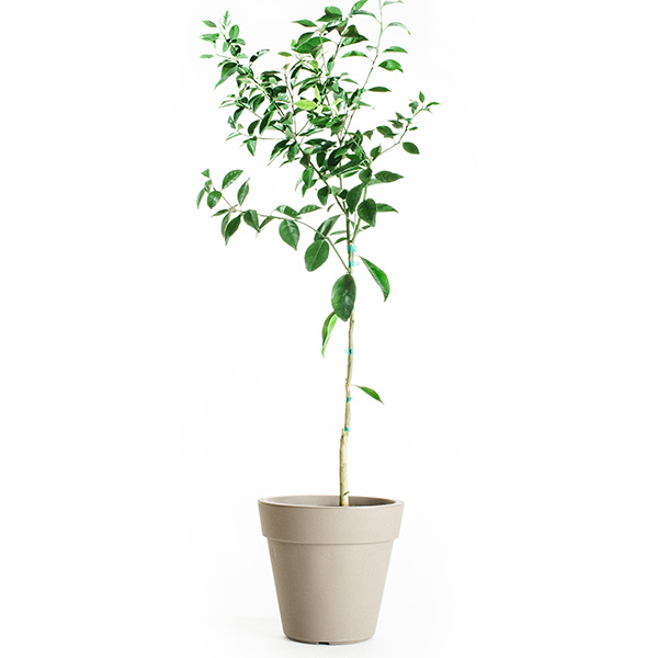 Dancy Tangerine Tree (Height: 18 - 26 IN)