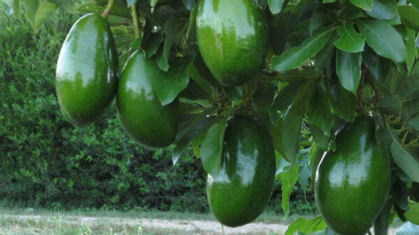 doni avocado tree 1