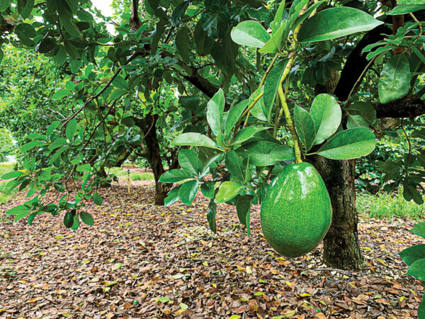 doni avocado tree 3