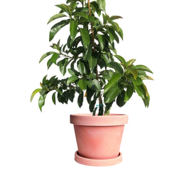 doni avocado tree