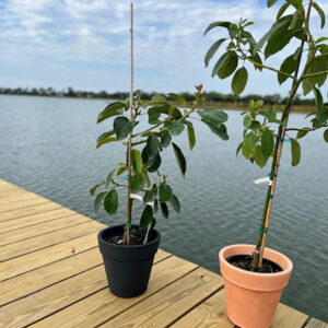 doni-monroe-avocado-trees