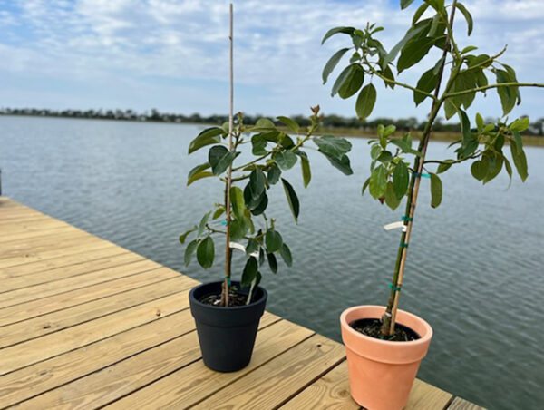 doni-monroe-avocado-trees