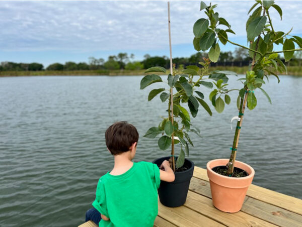 doni-monroe-avocado-trees_01