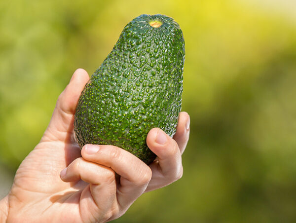 glam shot avocados
