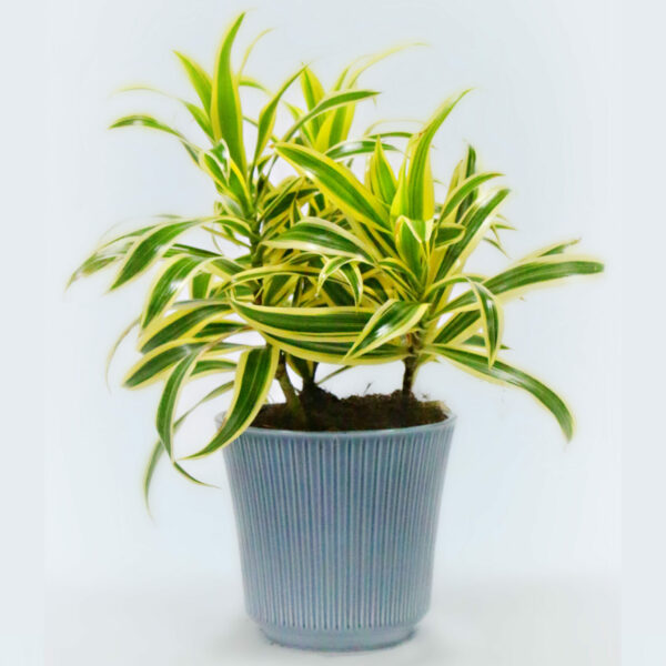 Dracaena - Song Of India