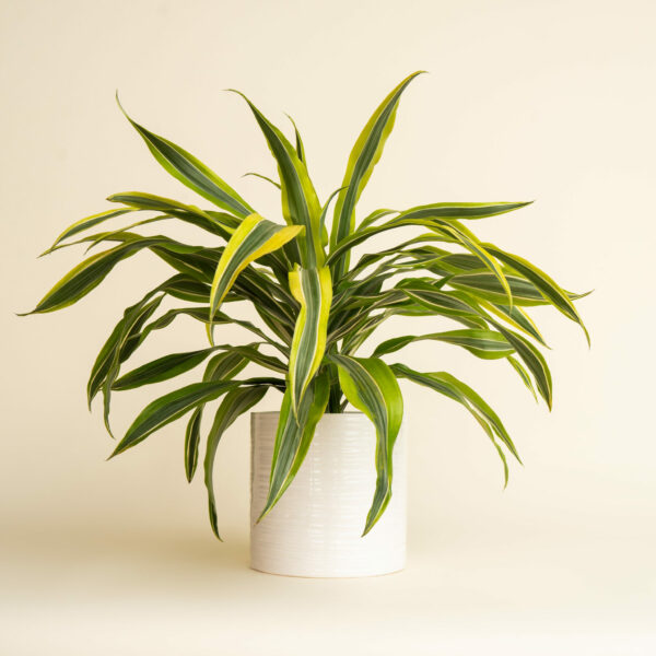 Dracaena - Warneckii Lemon Lime