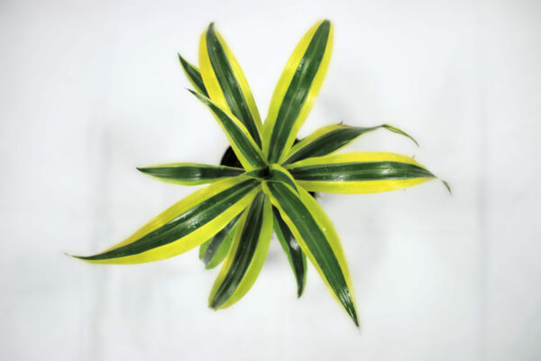 dracaena-warneckii-lemon-lime_01-scaled