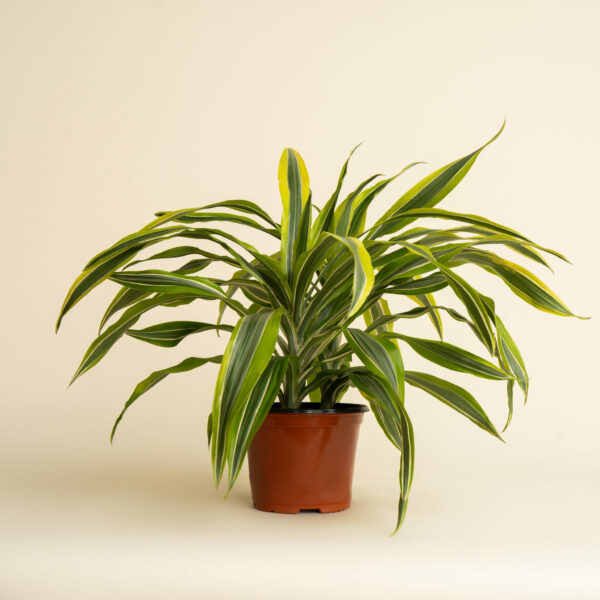 dracaena-warneckii-lemon-lime_02-scaled