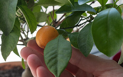 A,Woman's,Hand,Holds,A,Decorative,Small,Citrus,Tree,In