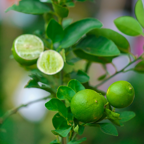 dwarf key lime tree