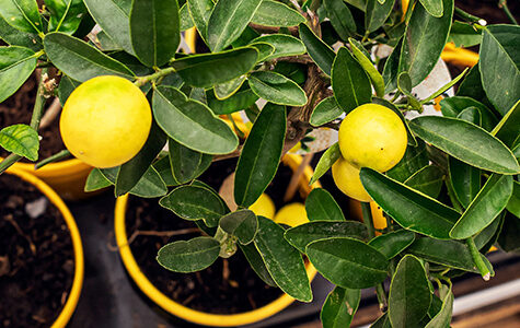 dwarf lemon trees