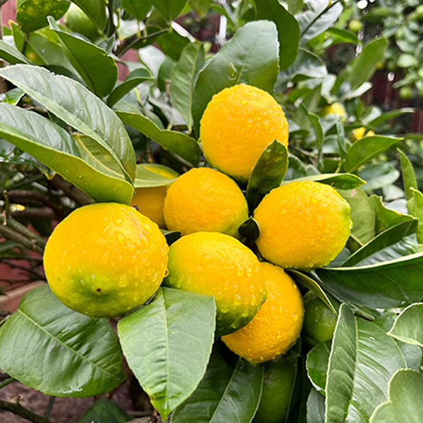 dwarf improved meyer lemon