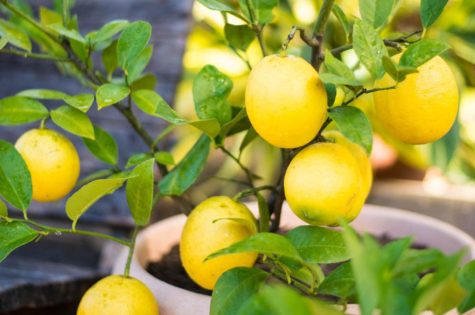 Dwarf Meyer Lemon Tree