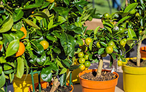 Small,Decorative,Dwarf,Orange,Trees,On,The,Flower,Market