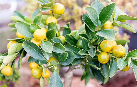 tangerine tree