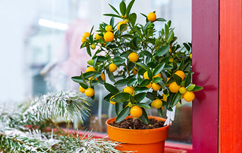 favorite-winter-citrus-trees