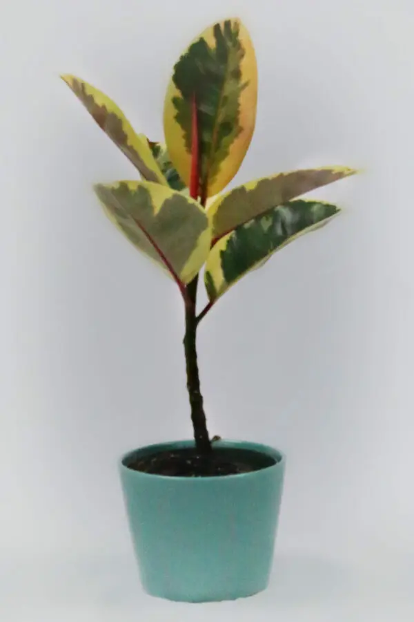 Rubber Tree (Ficus Elastica)