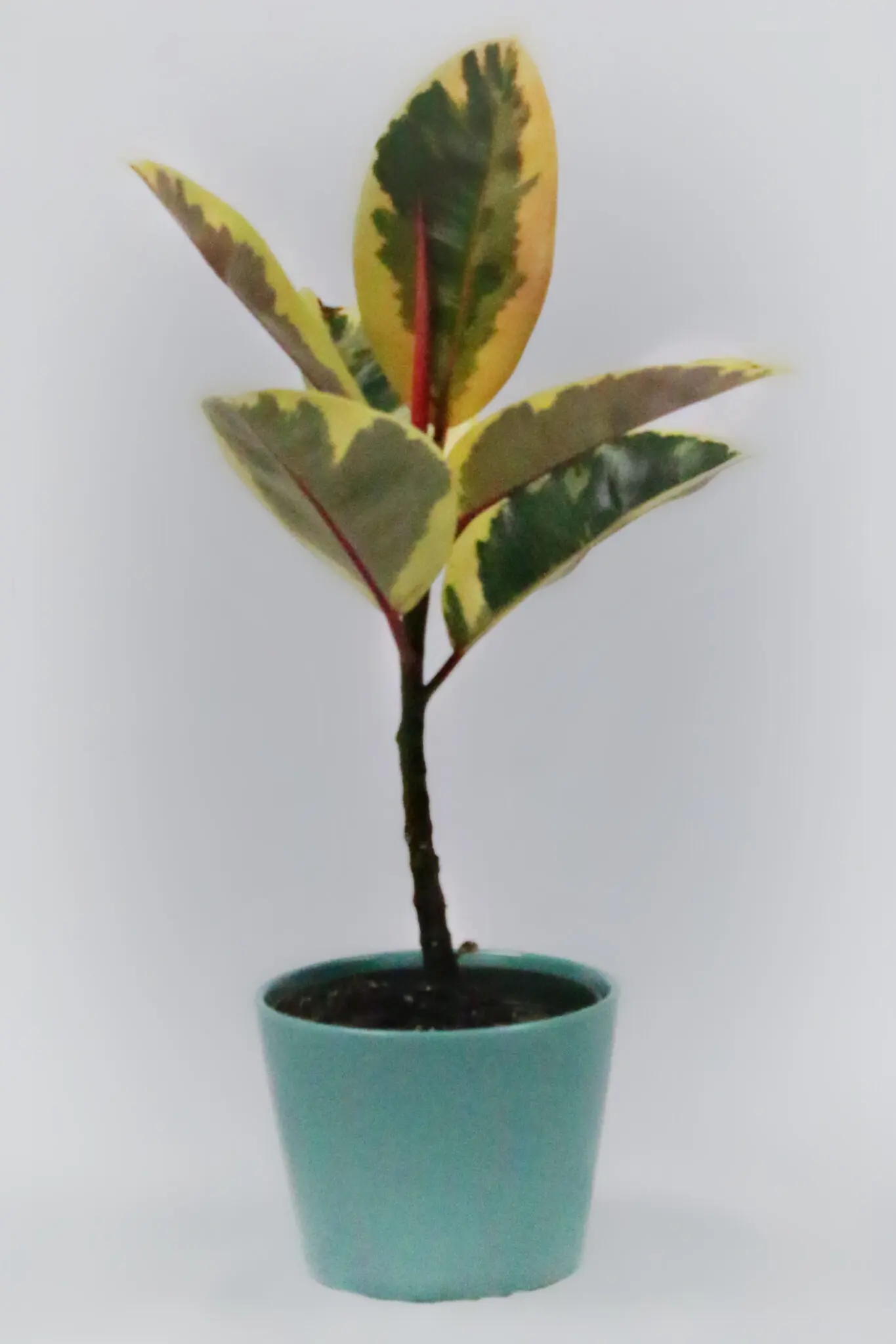 Rubber Tree (Pot: Grower Pot)