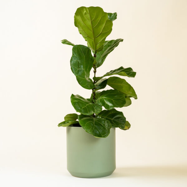 Fiddle Leaf Fig (Ficus Lyrata) - XL