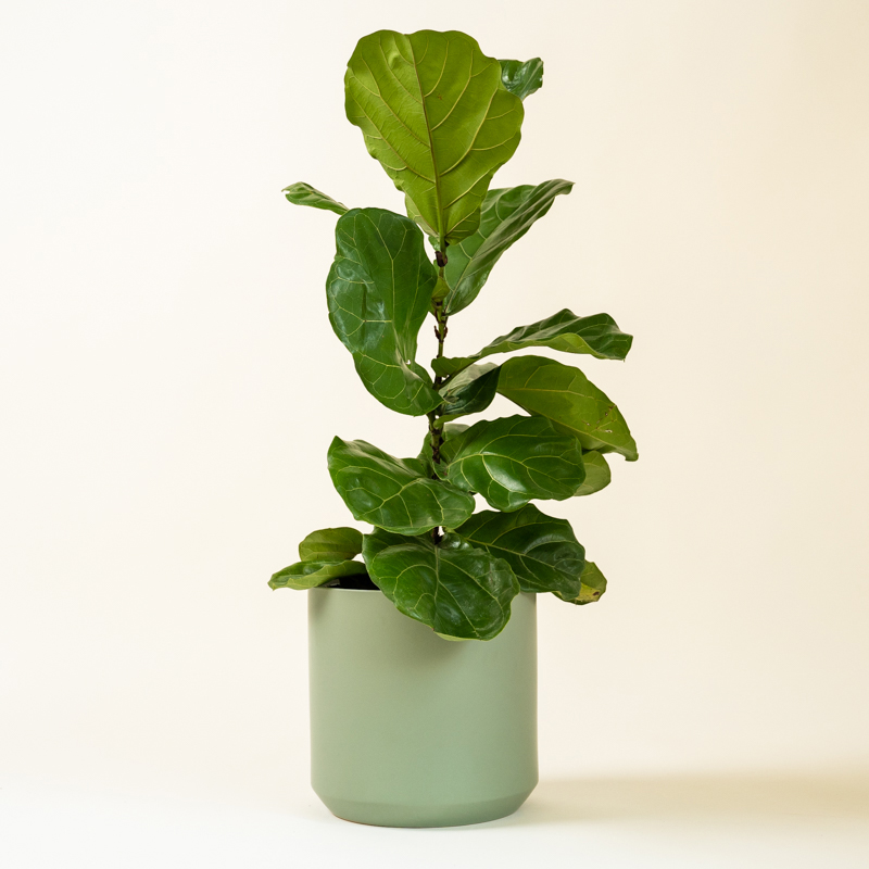 Fiddle Leaf Fig (Ficus Lyrata) - XL