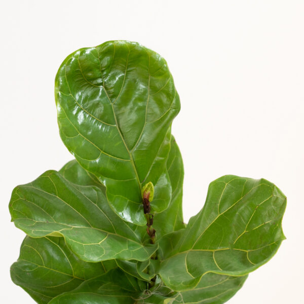 fiddle-leaf-fig_01