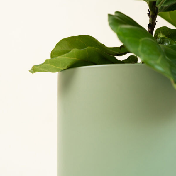 fiddle-leaf-fig_02