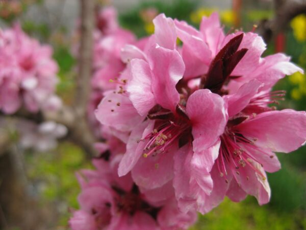 flordagold peach tree 1