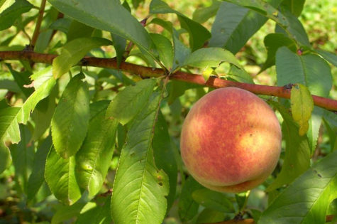 flordagold peach tree