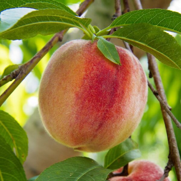 flordaking peach tree 1