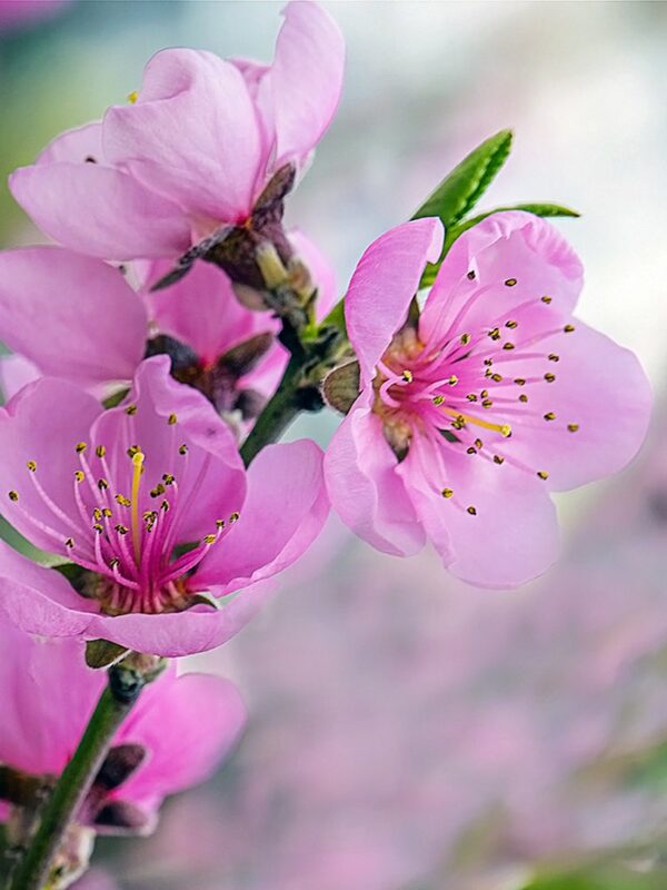 flordaking peach tree 2