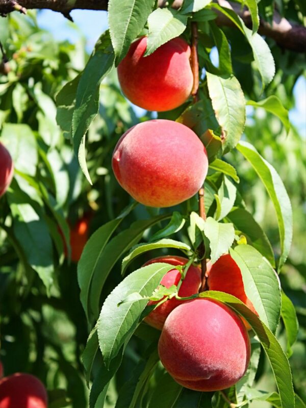 flordaking peach tree 3