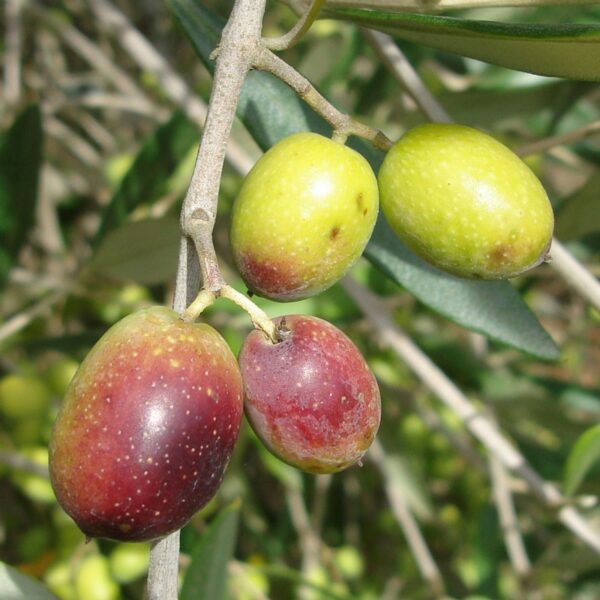 frantoio-olive-tree