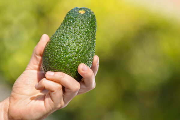 fresh avocados