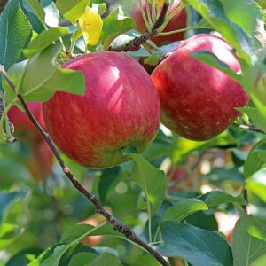 Dwarf Fuji Apple Tree