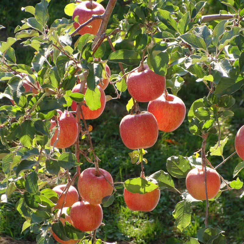 Dwarf Fuji Apple Tree - Yarden