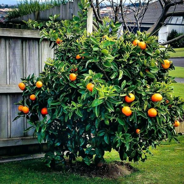 glen-navel-orange-tree-2