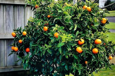 glen-navel orange tree 2