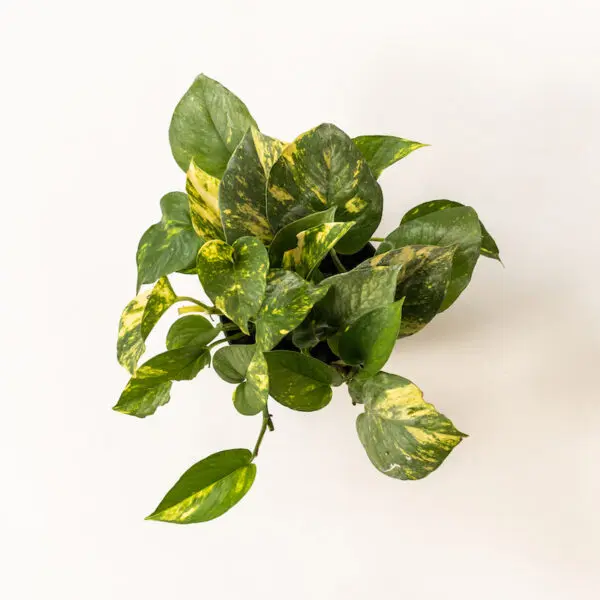 Golden Pothos