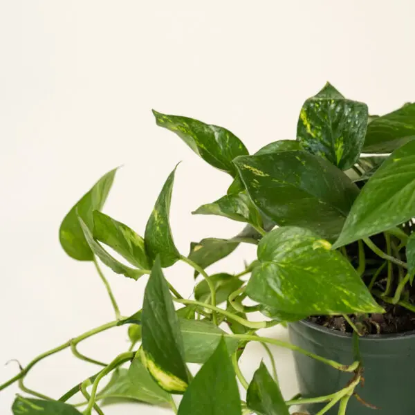 golden-pothos_1