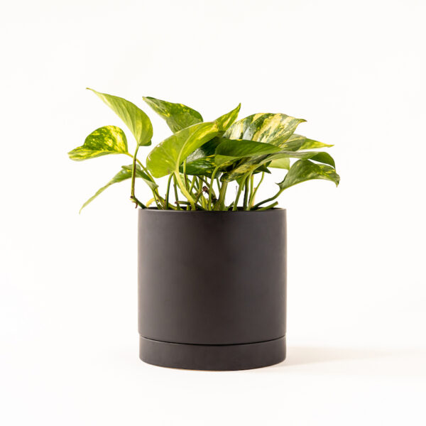 Pothos - Jade