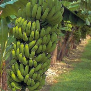 gran-nain-banana-plant