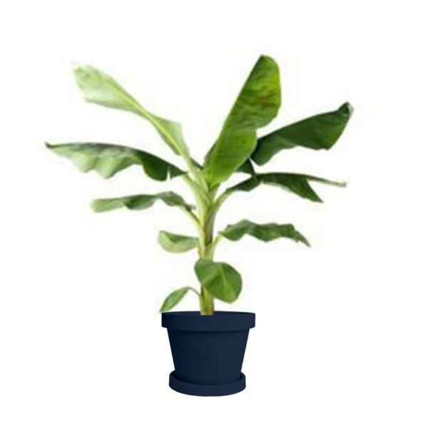 gran-nain-banana-plant-main