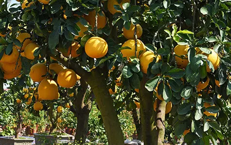 grapefruit-trees-for-sale