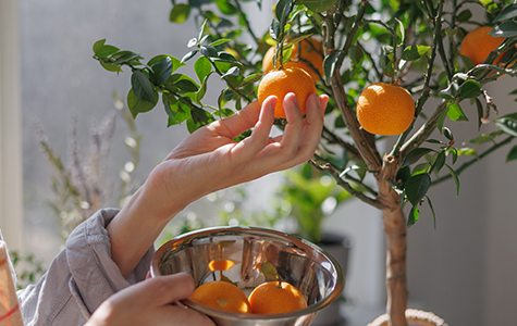 grow dwarf citrus orange and lemon trees