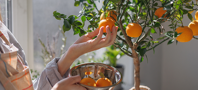 grow dwarf citrus orange and lemon trees