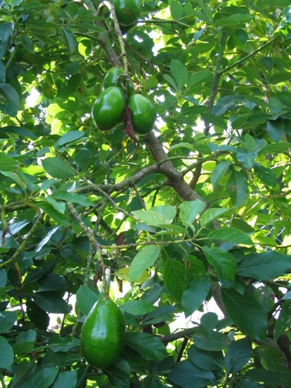 hall avocado tree 2