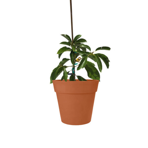 hall_avocado_tree