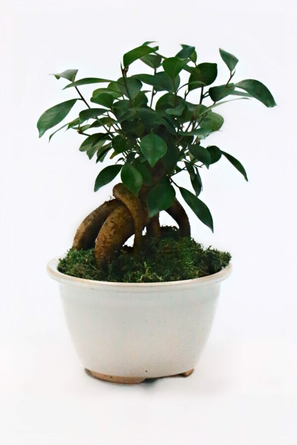 Harmony Bonsai