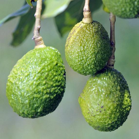 Hass Avocado Tree - Stark Bro's